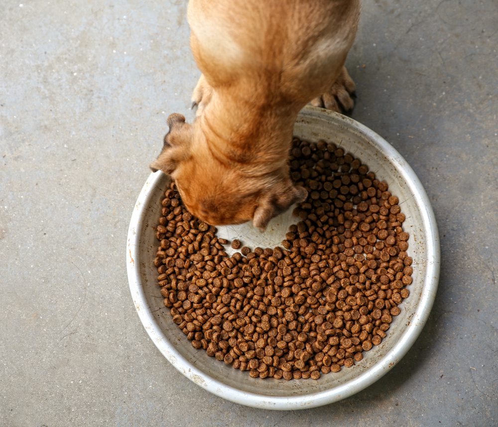 main image for the 5 best purina puppy chows for a tasty and trustworthy meal