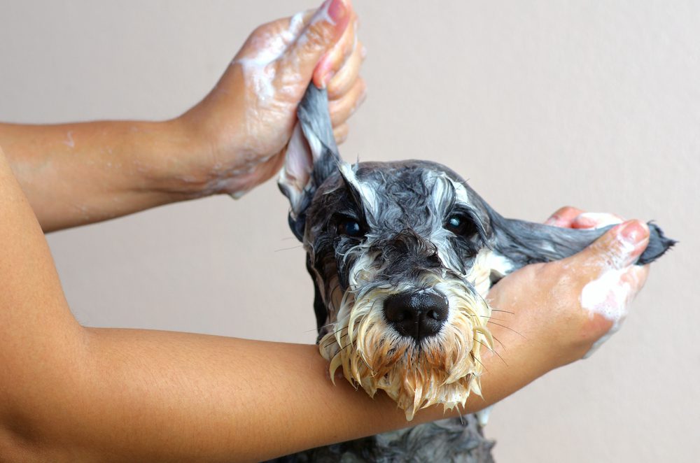 main image for the 5 best shampoos for various types of dogs