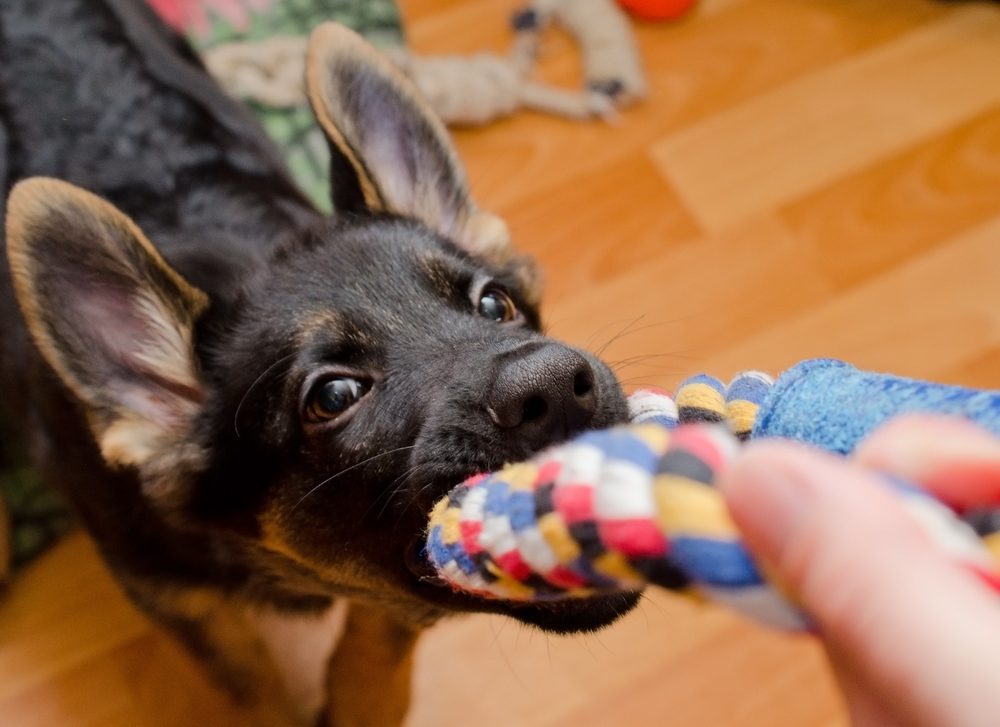 Best Tug Toys To Keep Your Active Dog Occupied