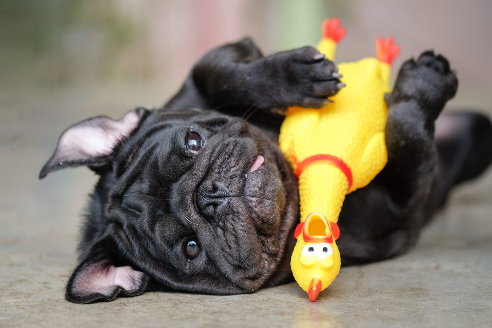 Funny Dog Toys To Keep Your Pup Entertained