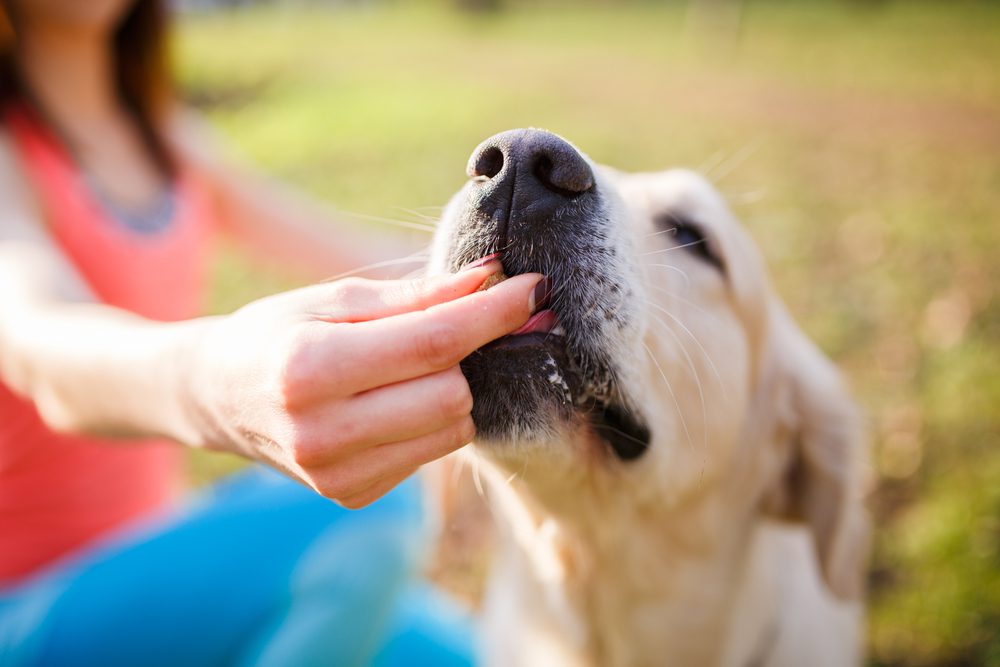 best jerky treats for dogs