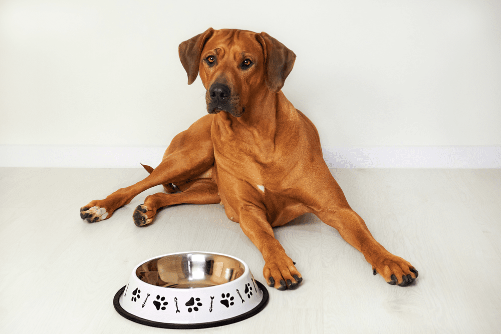 main image for the 5 best large dog bowls to help fido feel full