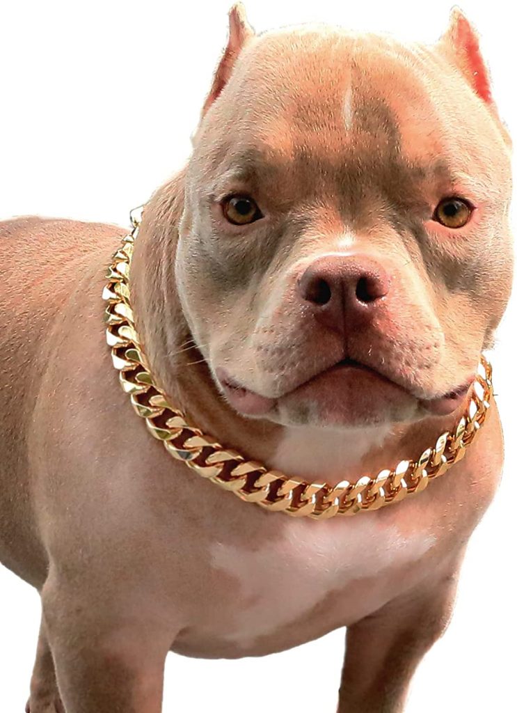 PP COLOR Gold Chain Dog Necklace