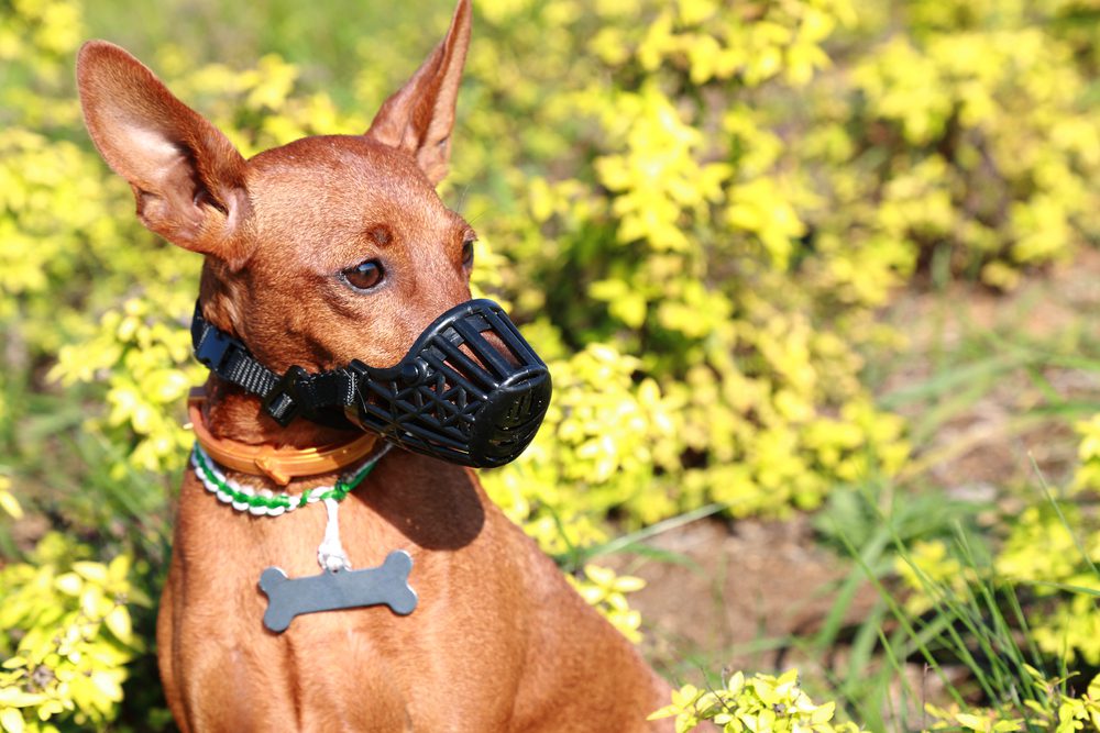 main image for the 5 best muzzles for small dogs when their bite is bigger than their bark