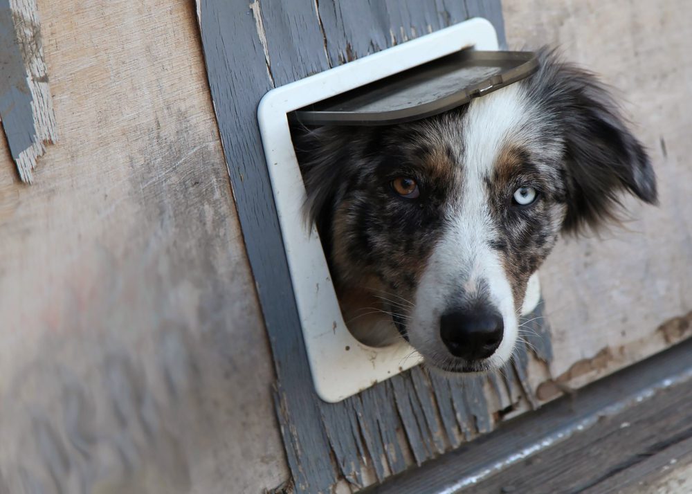 best durable dog doors