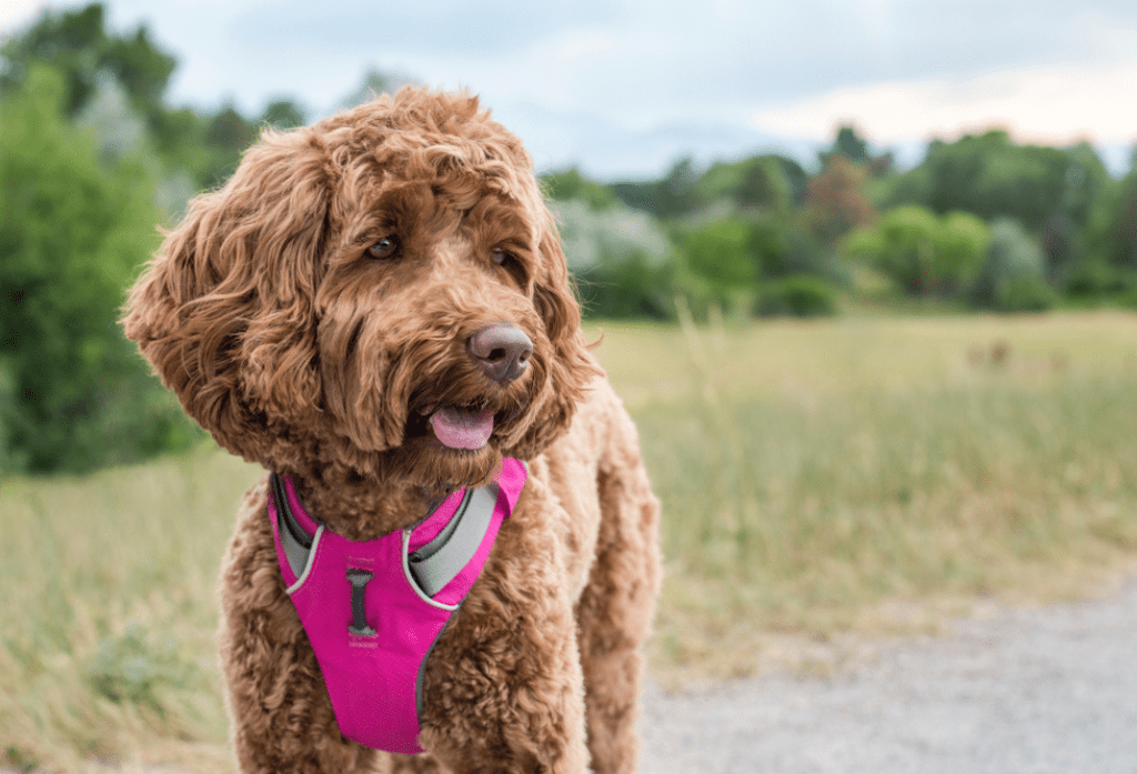 Best Designer Dog Harnesses