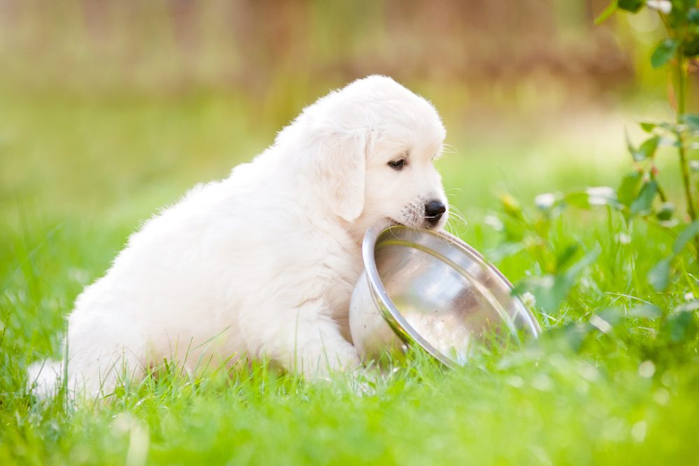 main image for the 5 best natural foods for growing puppies