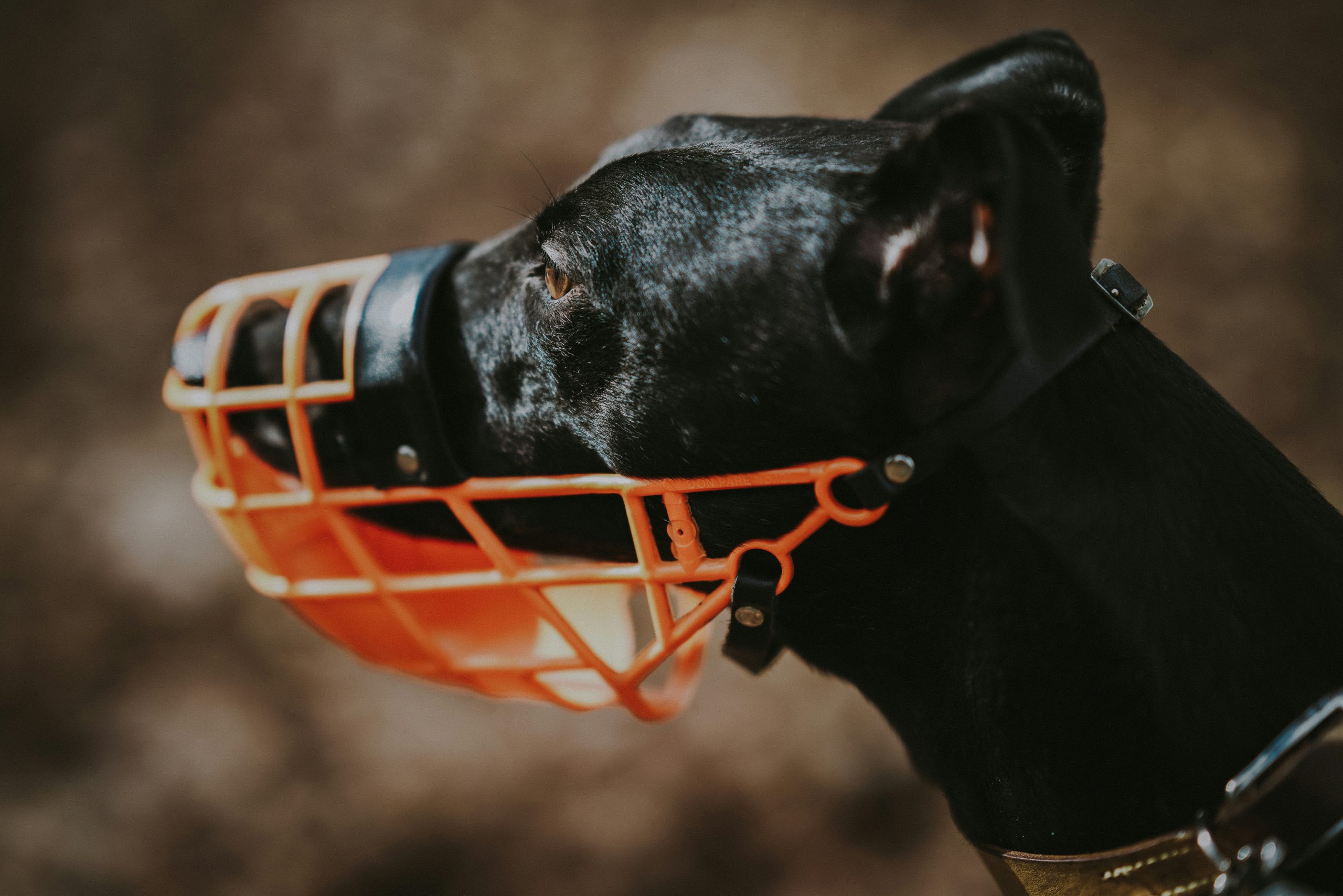 main image for the best basket muzzles for dogs in 2024