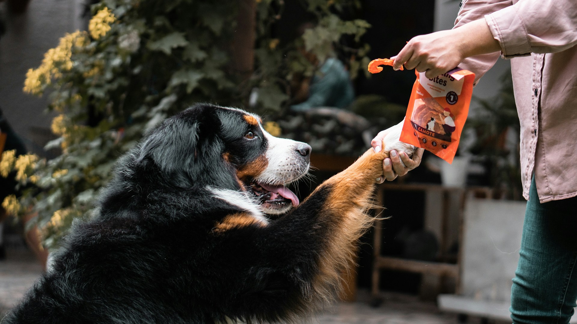 best low fat dog treats