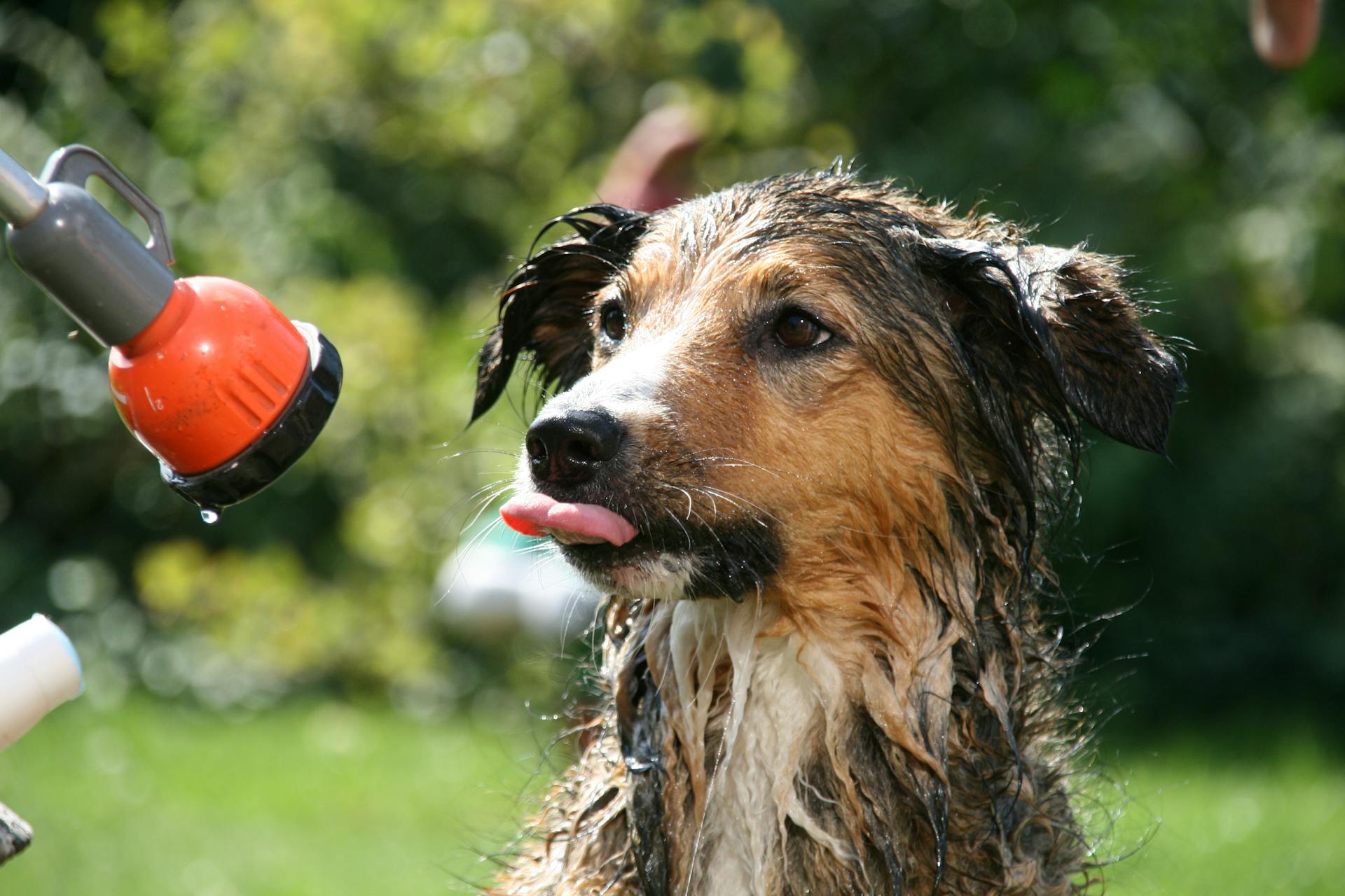 main image for the best portable dog washing systems in 2024