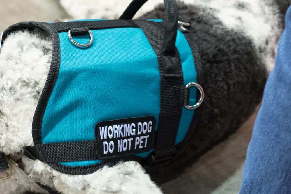 main image for 5 of the best ‘do not pet’ harnesses for maximum safety