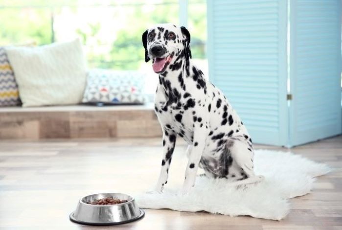 main image for the best low-purine dog foods for fur babies on a special diet