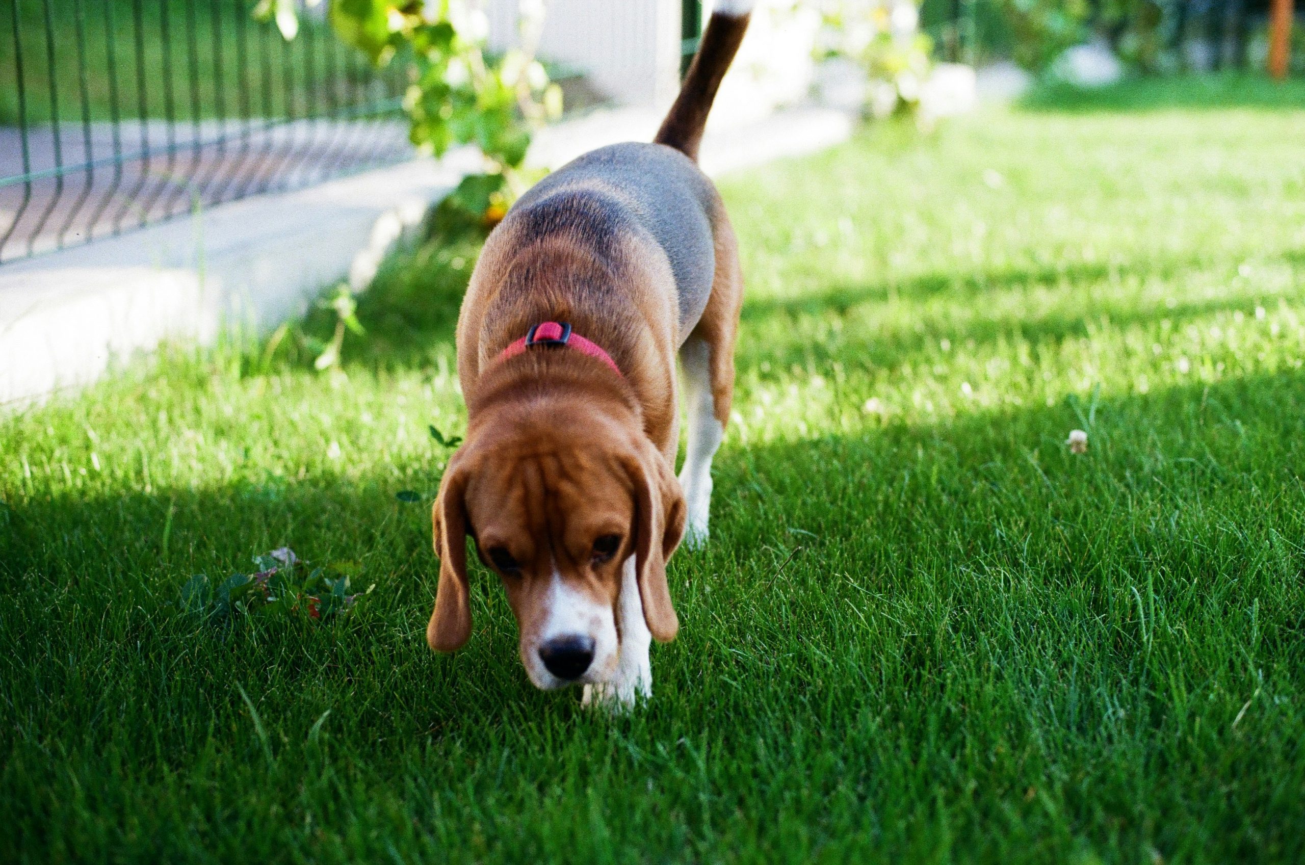 best grass pads for dogs