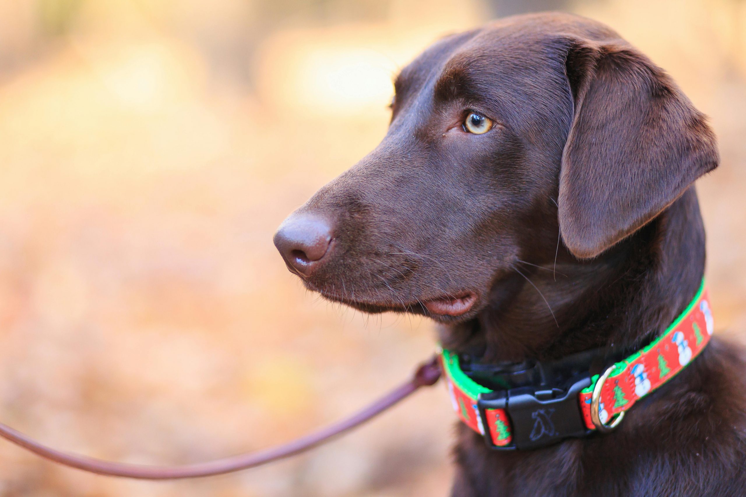 main image for the best designer dog collars in 2024