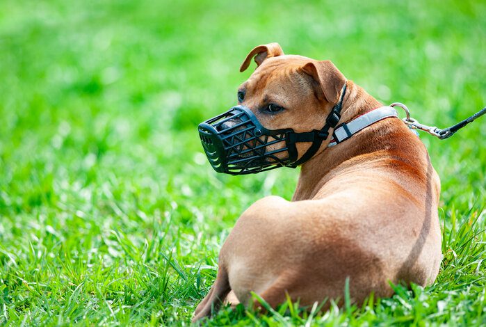 main image for the best dog mouth cover to help manage an aggressive canine