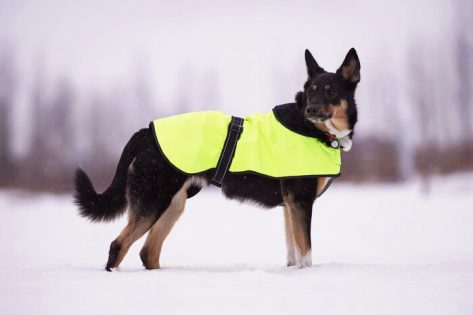 best dog jacket harnesses