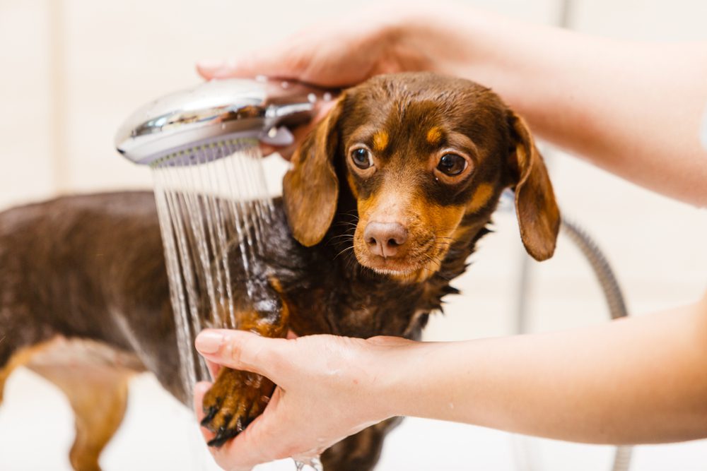 main image for the 5 best dog showers for a squeaky-clean canine