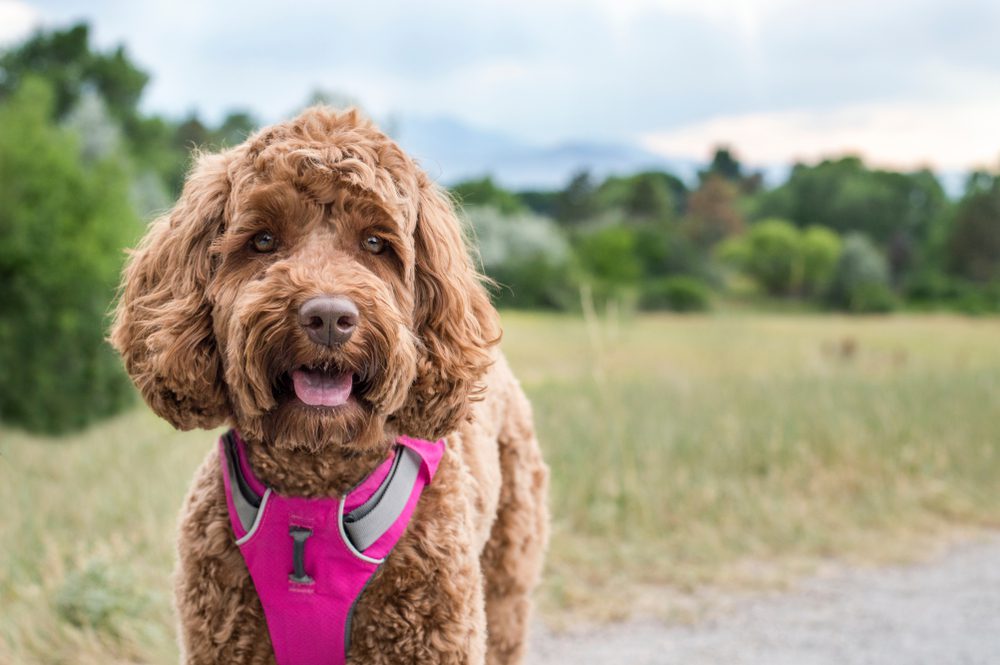 main image for the 5 best dog harnesses for daily outdoor adventures