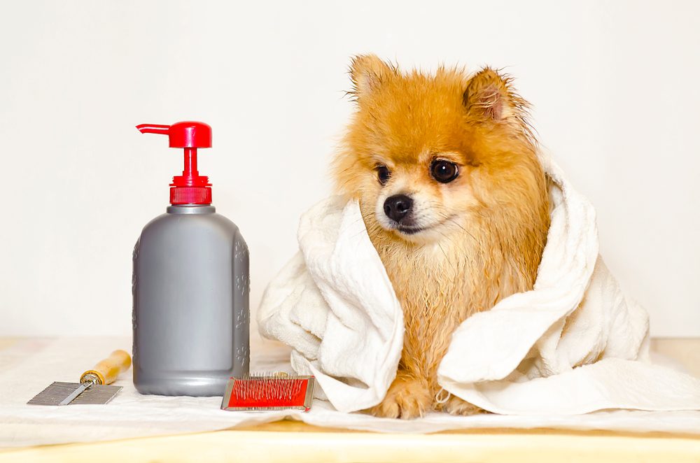 best hair gel for dogs