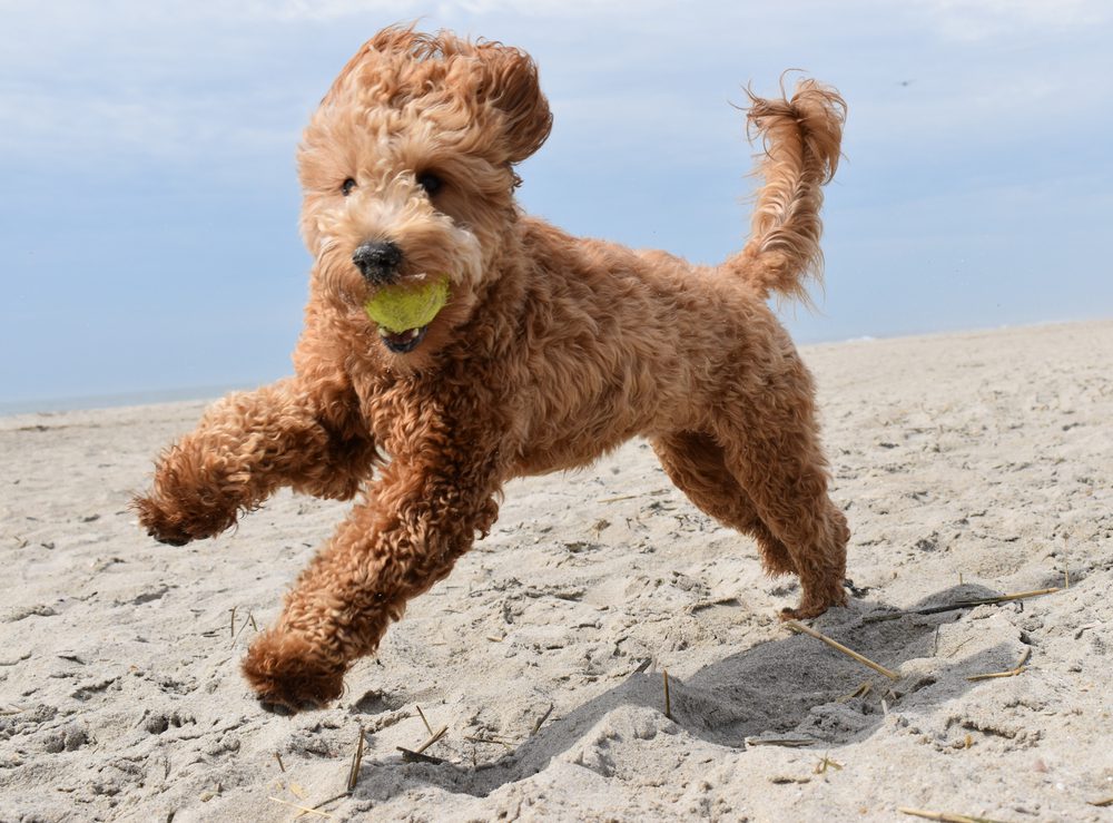 main image for the best foods to feed your goldendoodles to ensure they thrive