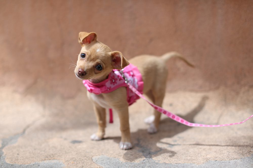 main image for the 5 best small dog harnesses for your pint-sized pooch