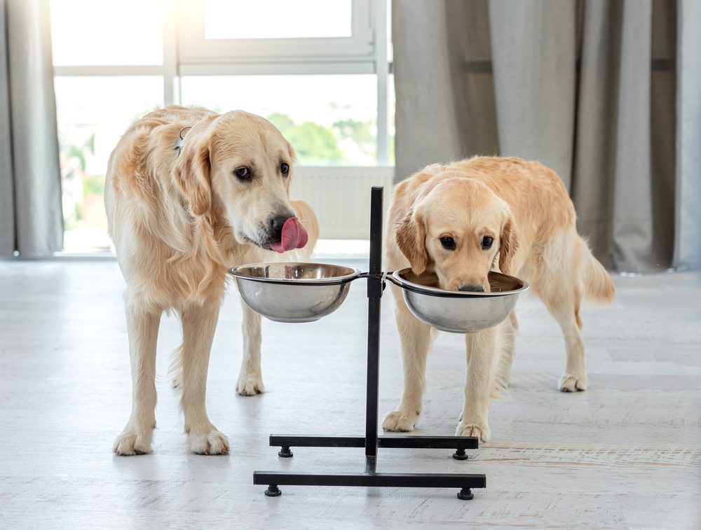 main image for the 5 best dog bowl stands for an elevated mealtime