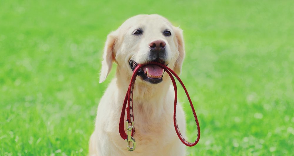 best cute dog leashes