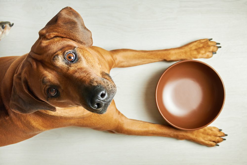 best dog bowls