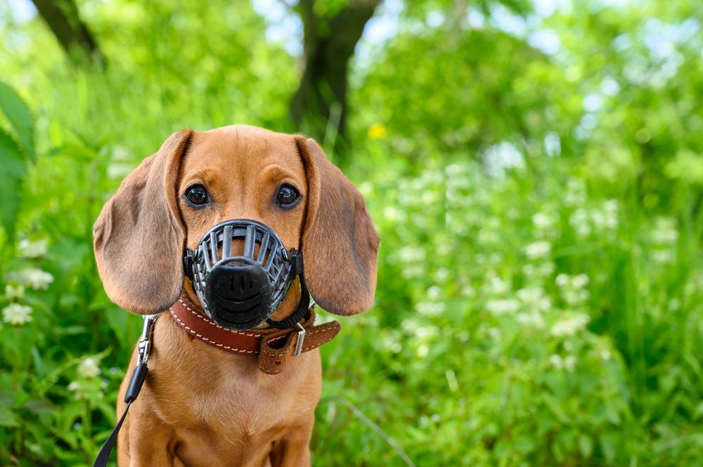 Best Dog Muzzles