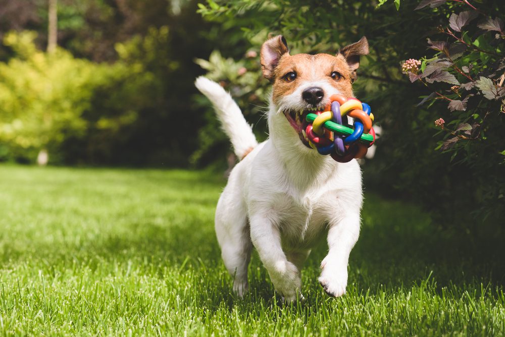 Best Dog Toys