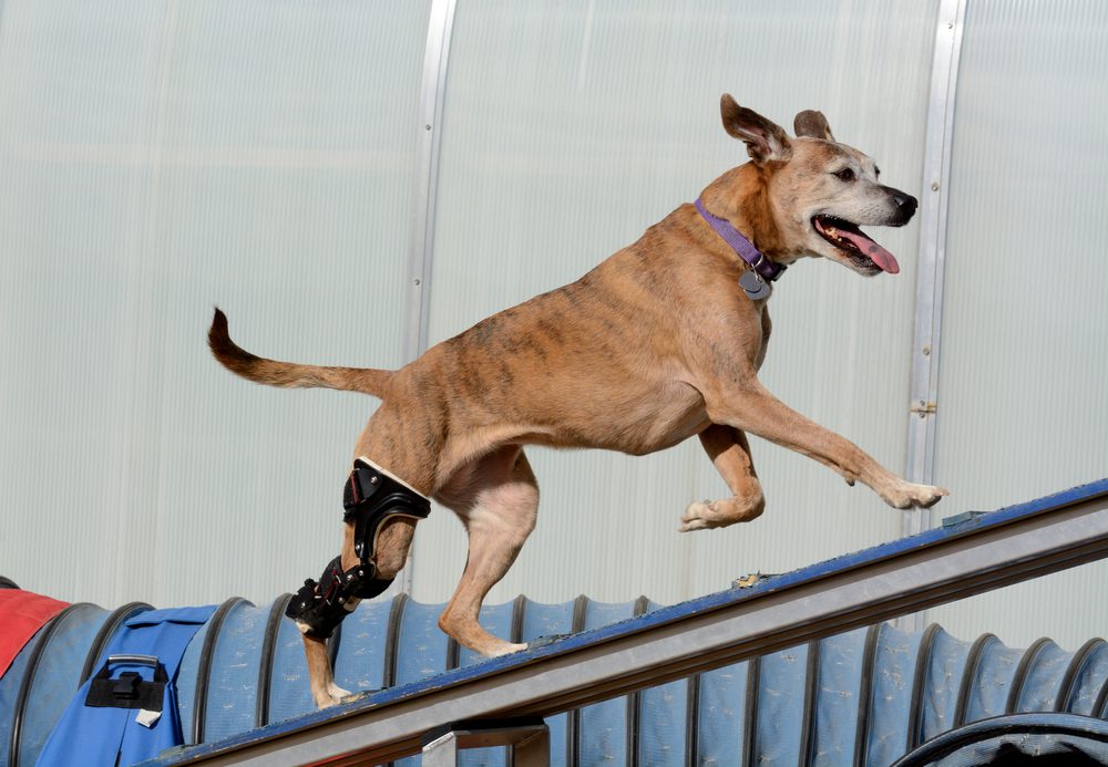 Best Hock Braces For Dogs