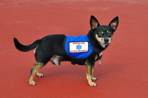 Best Service Vests For Small Dogs