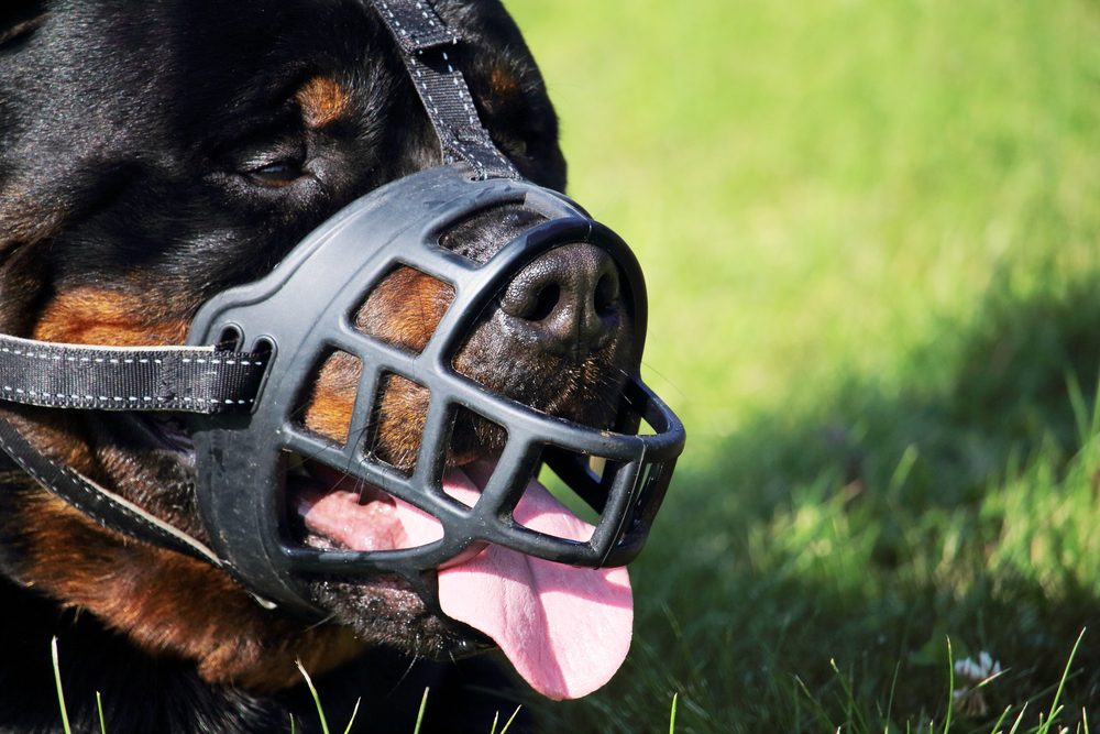 main image for the best dog muzzles that allow drinking to keep your pup hydrated