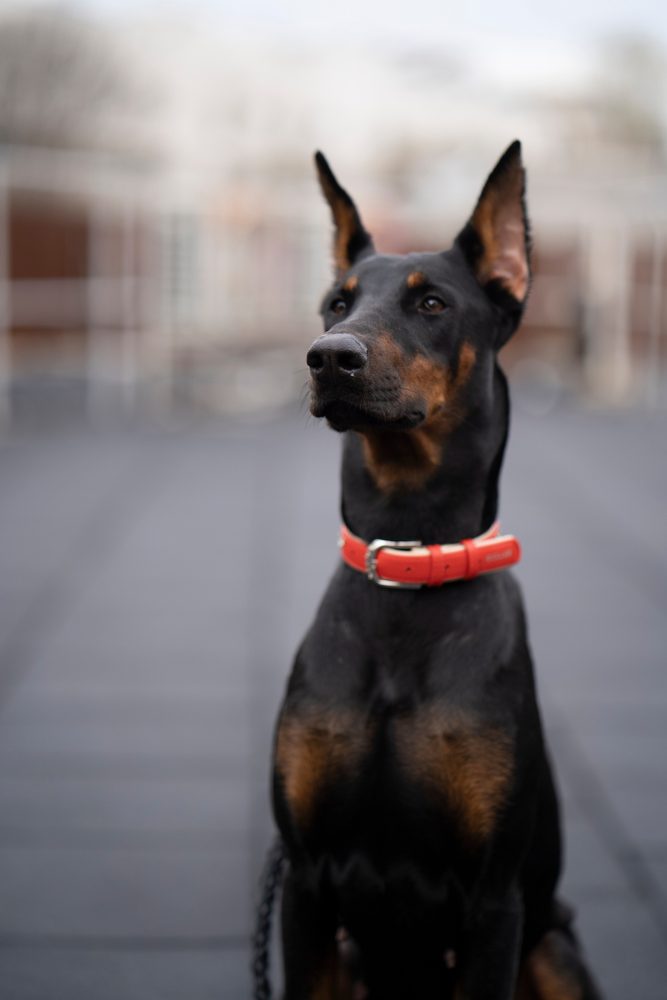 main image for the 5 best doberman collars for the big dogs