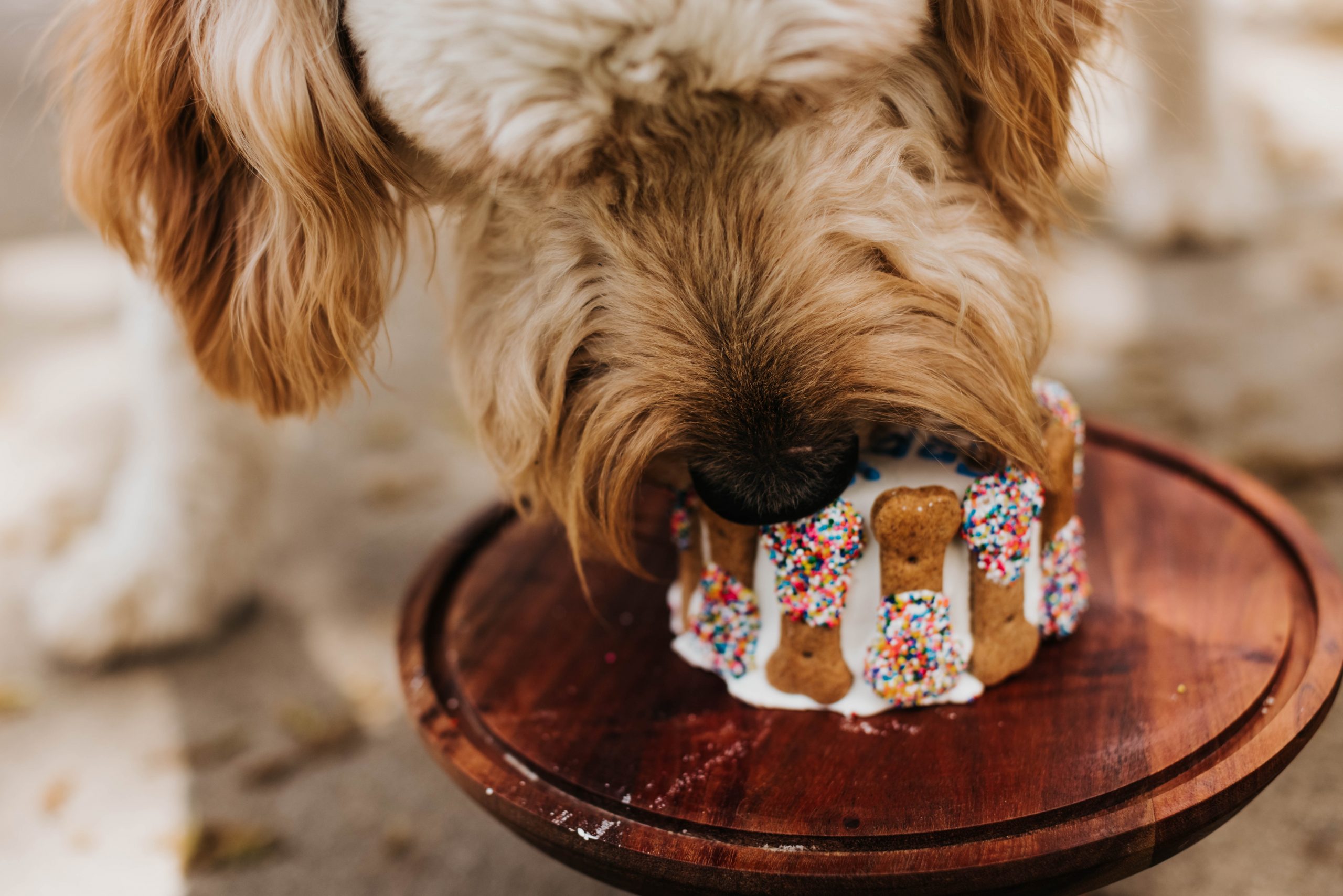 best dog food for goldendoodles