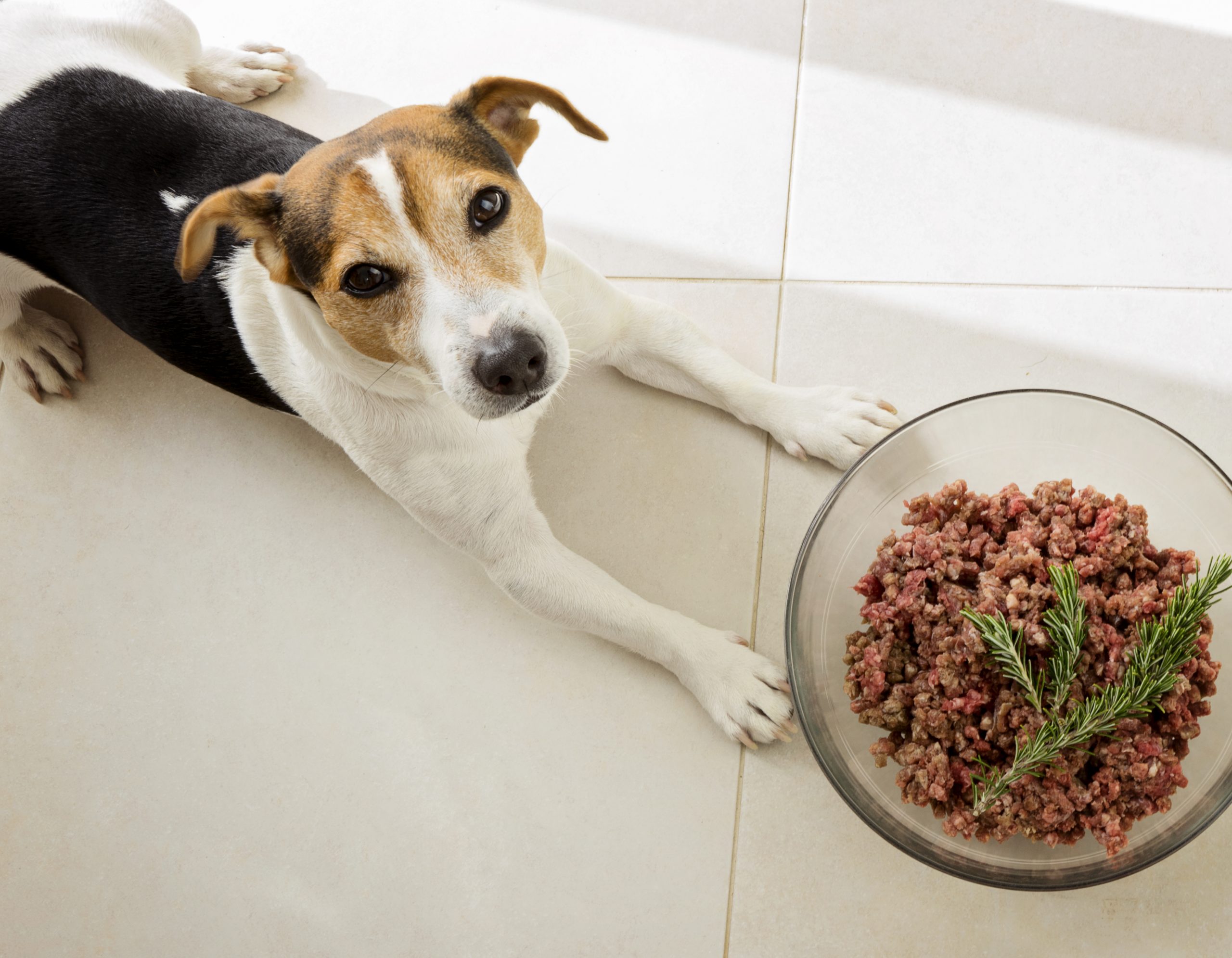 main image for best raw dog food