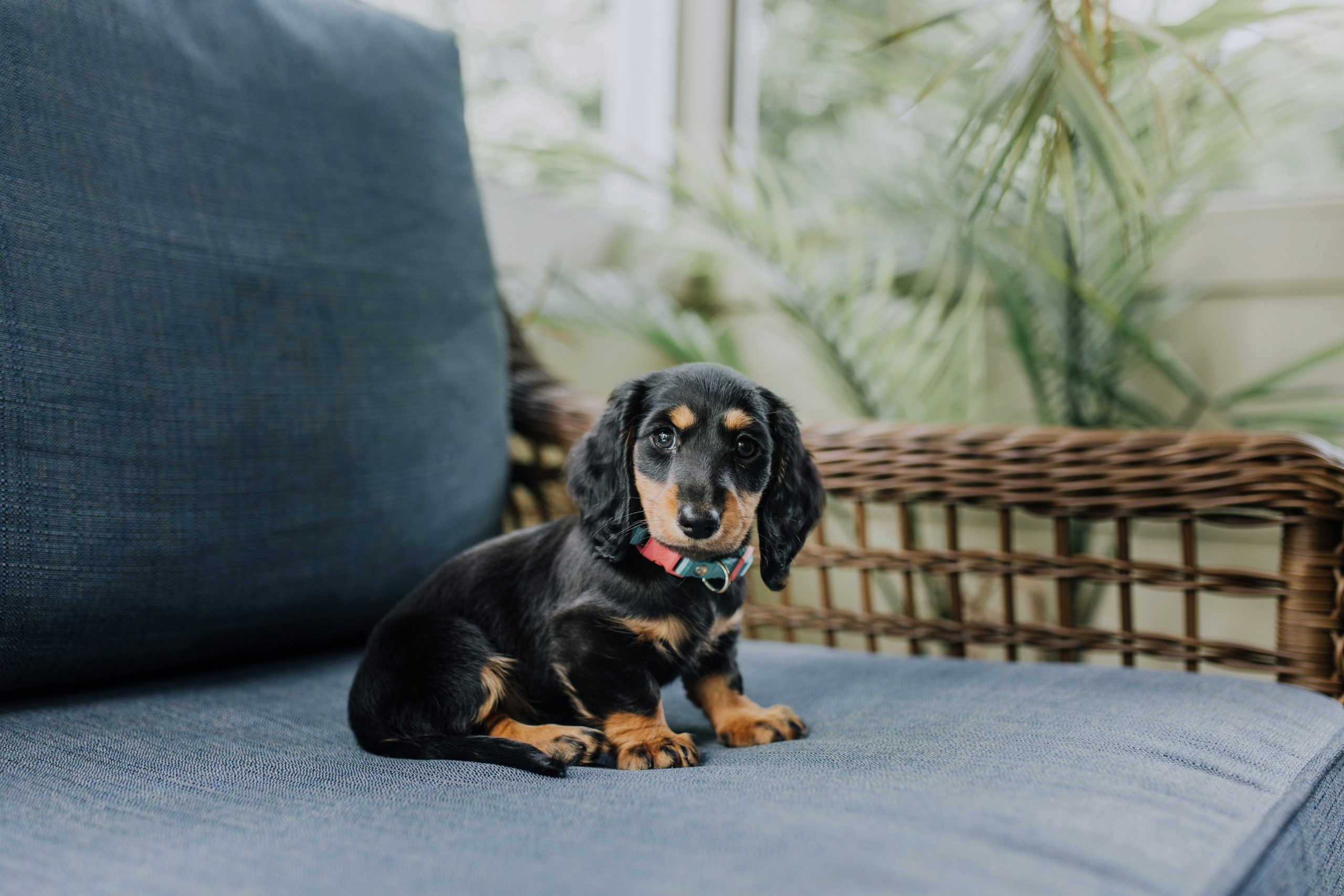 best dog food for dachshunds