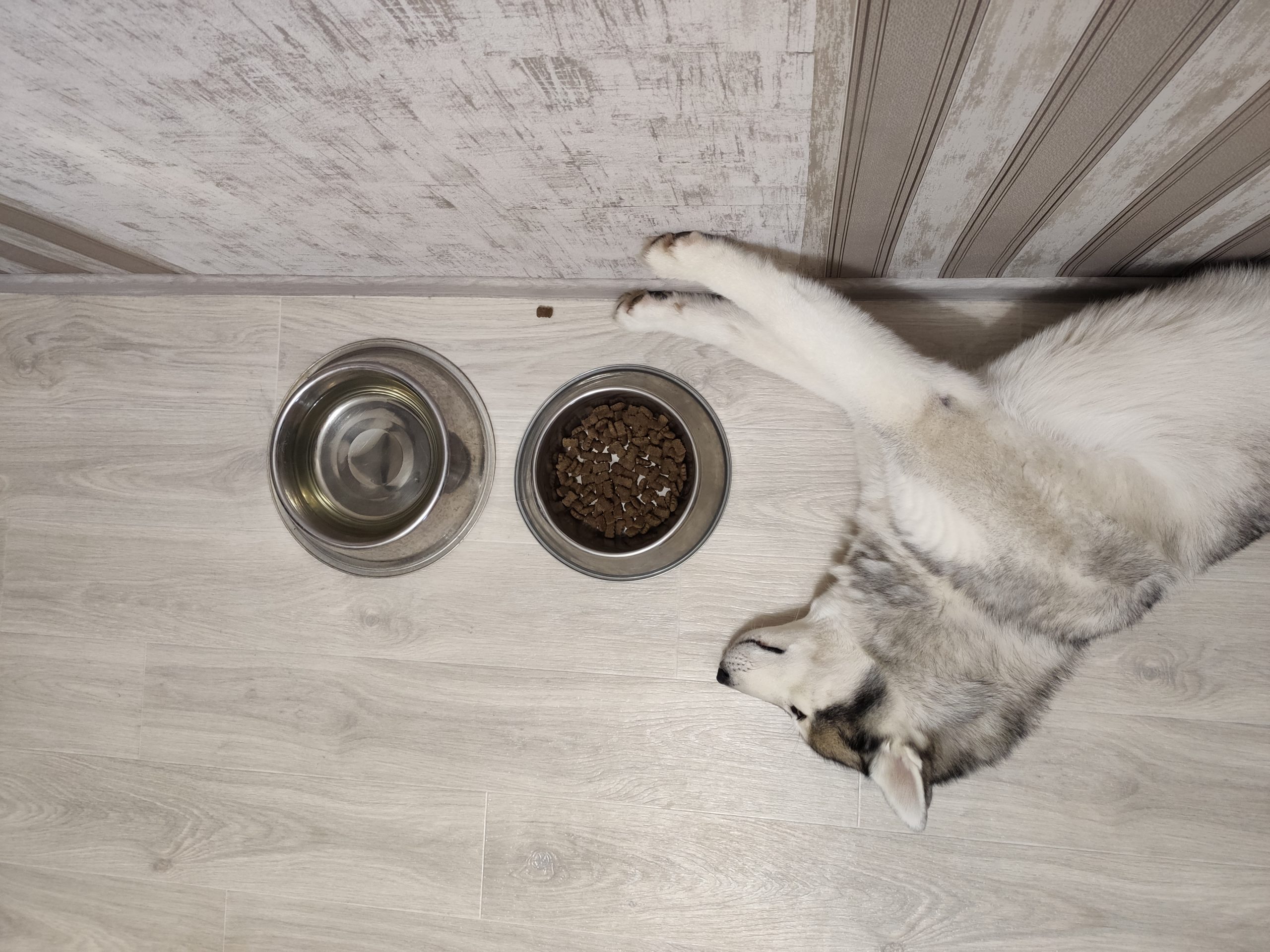 best dog food for siberian huskies