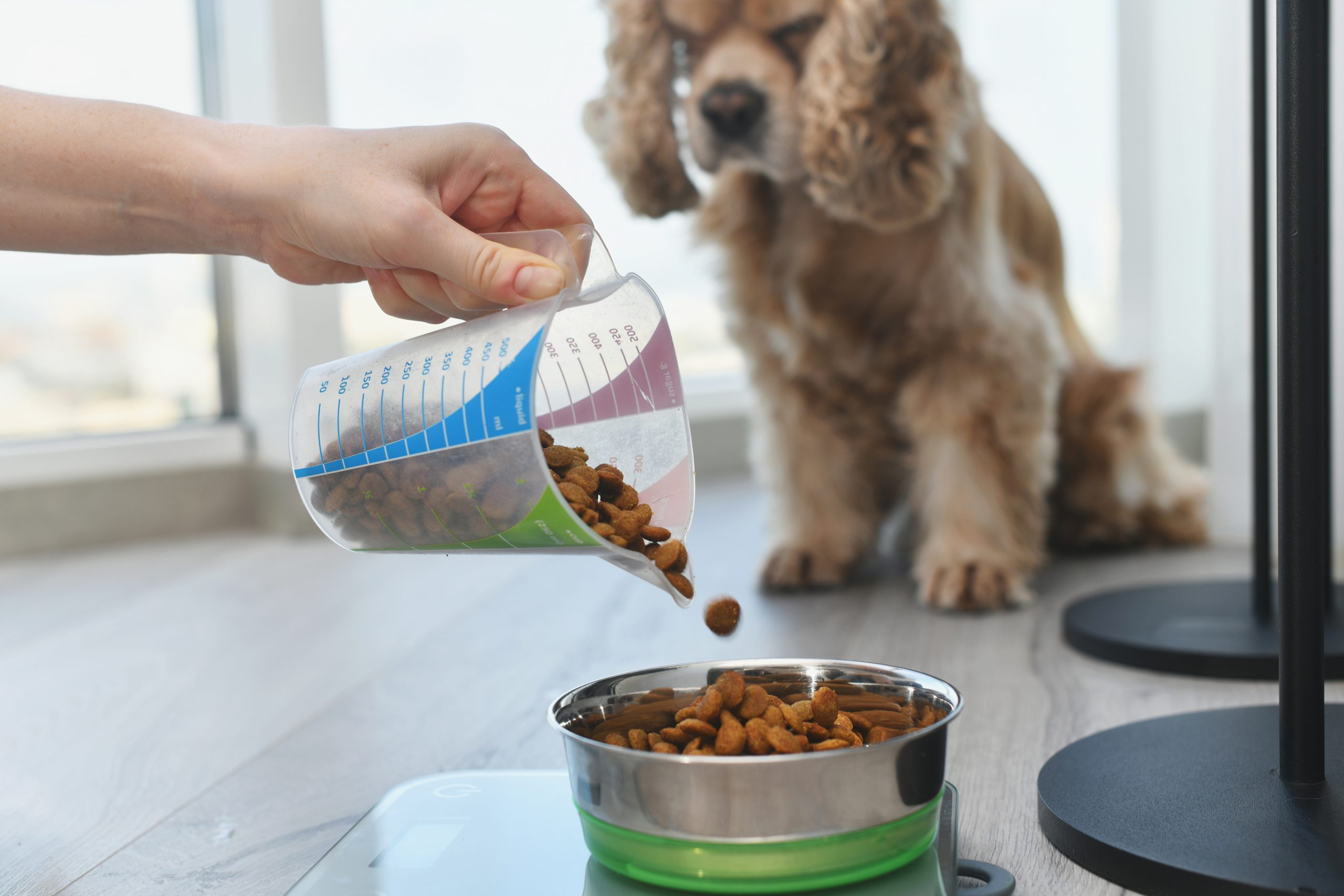 main image for best freeze dried dog food