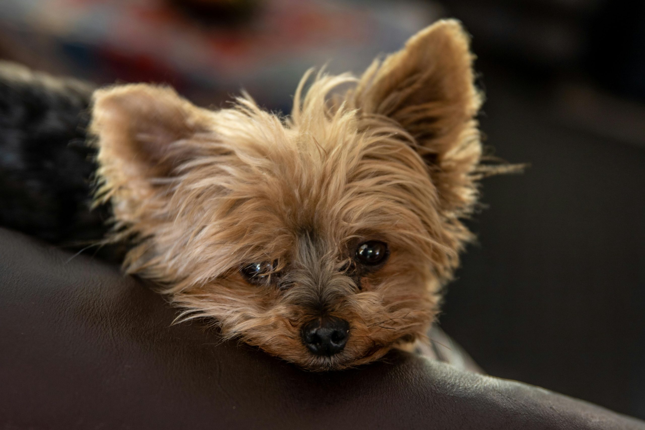 best dog food for Yorkies