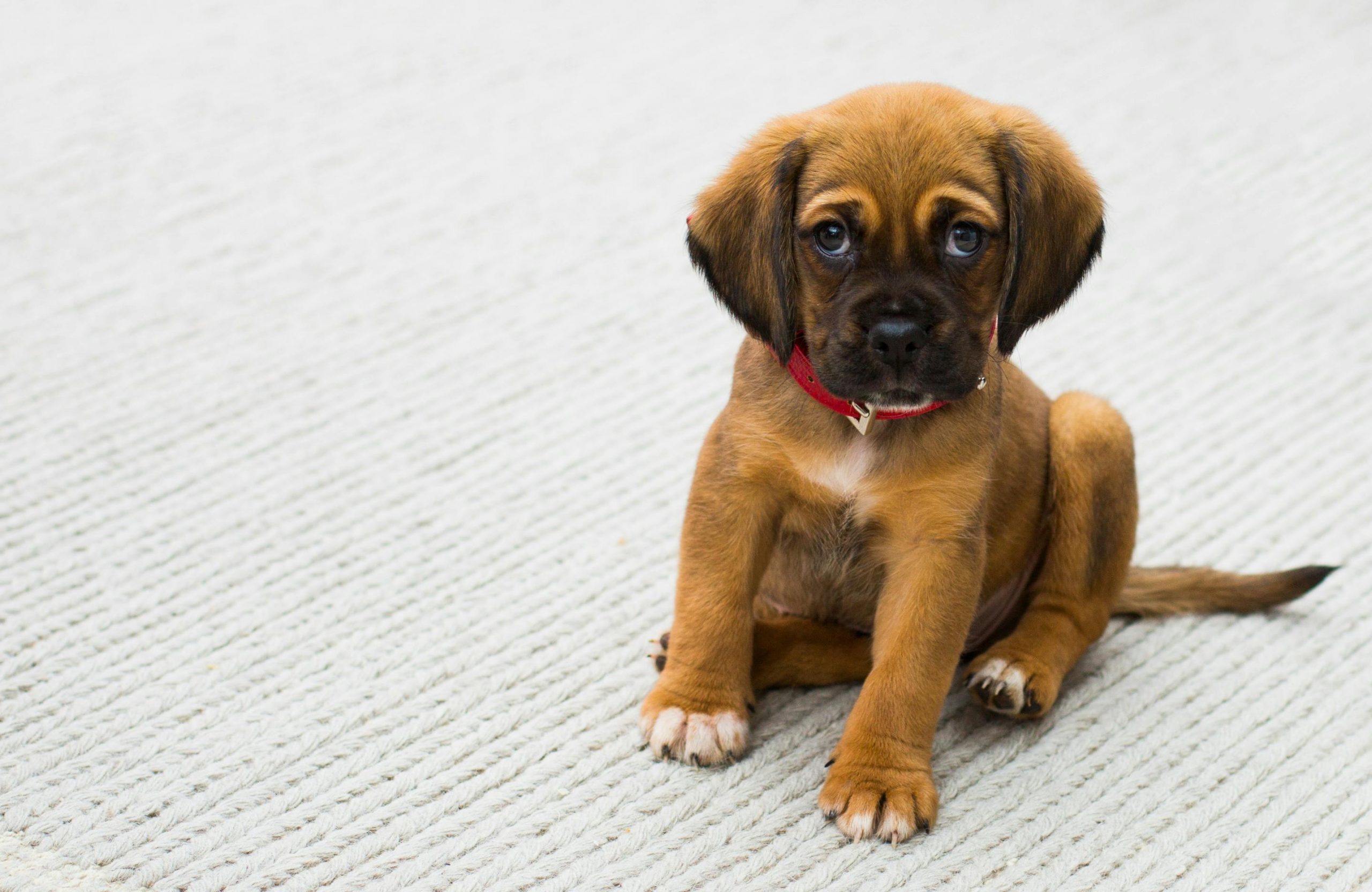 main image for the best wet puppy food in 2024