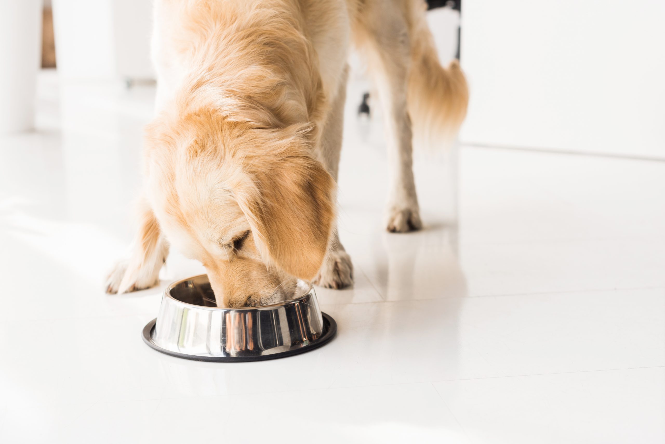 main image for the best organic dog food for health-conscious pet parents