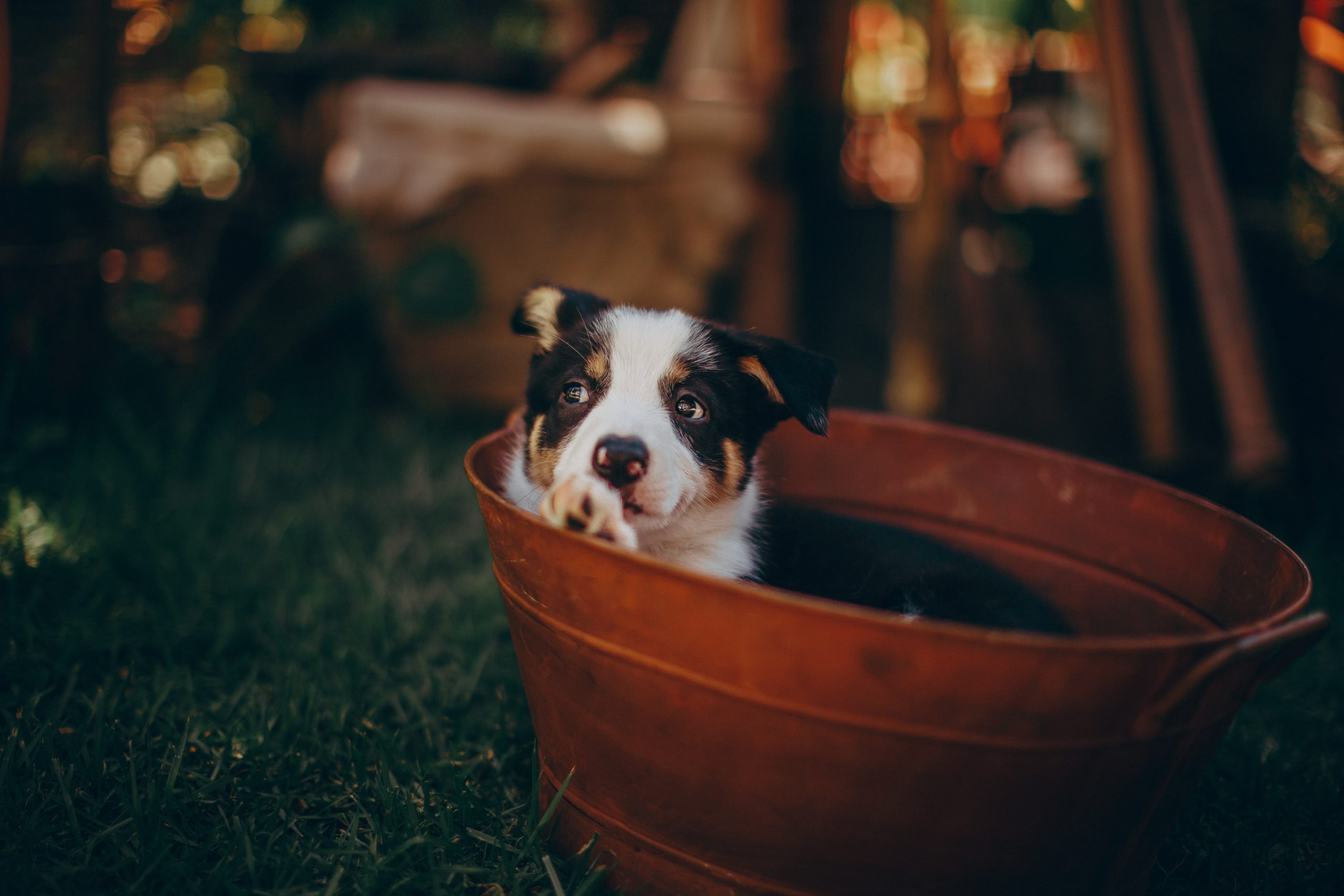 best dog foods for bernedoodles