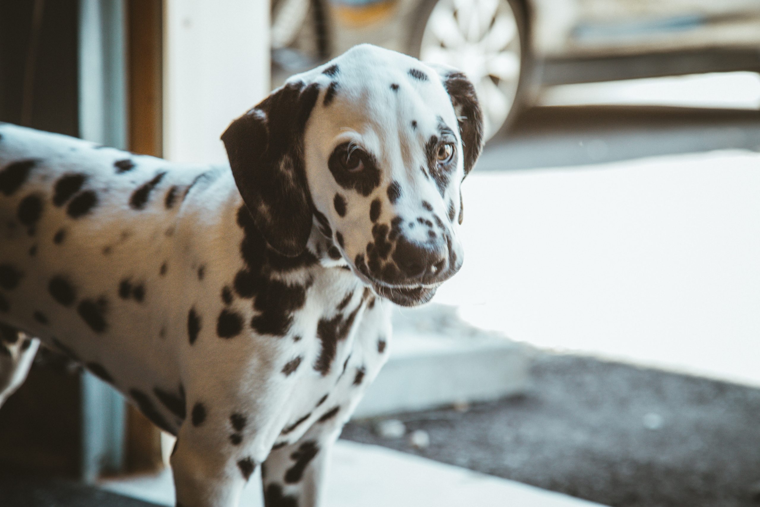 best dog food for Dalmatians