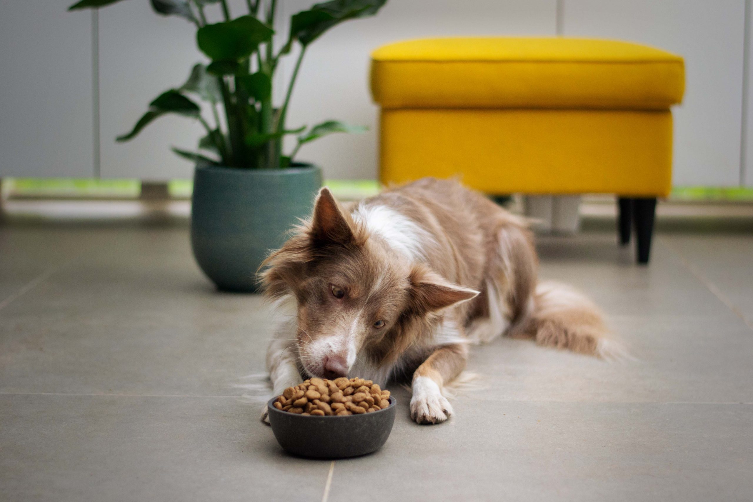 main image for the best dog foods for pregnant dogs