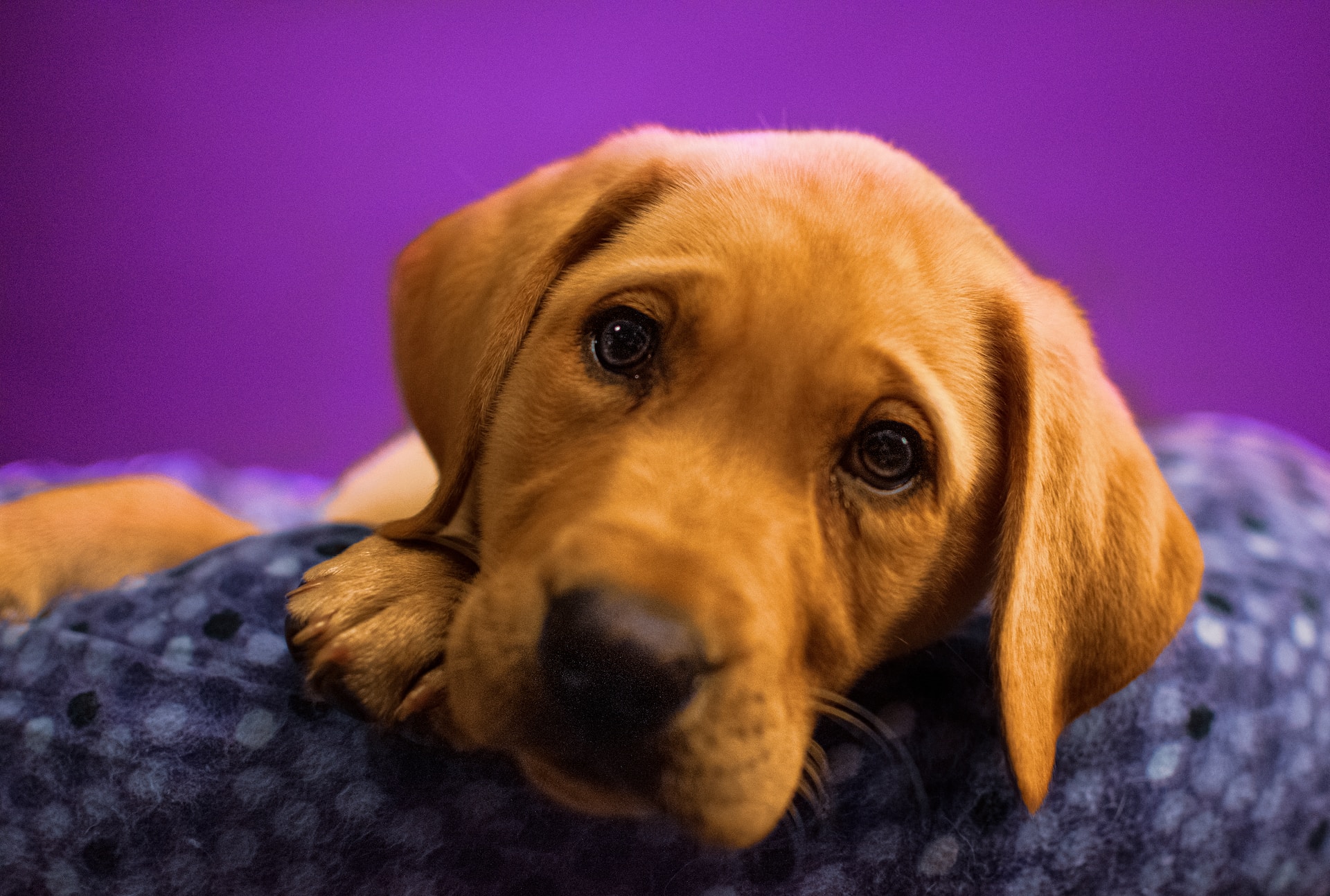 best dog bed for labrador