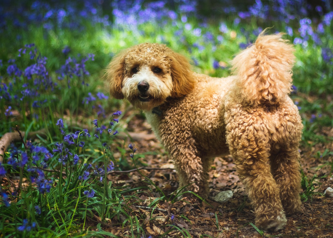 best dog food for Cavapoo