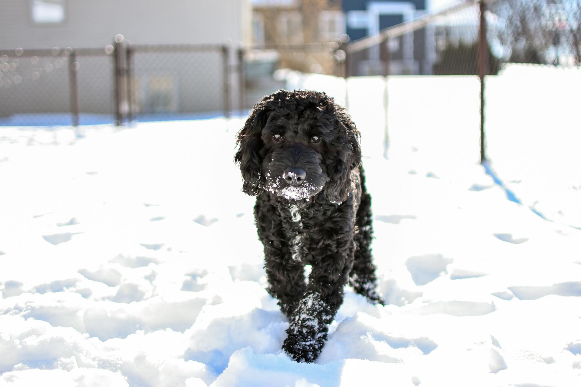 best dog food for cockapoo