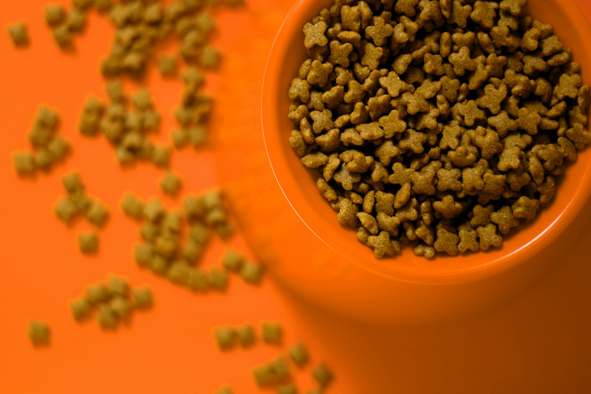 best dog food for yeast infections