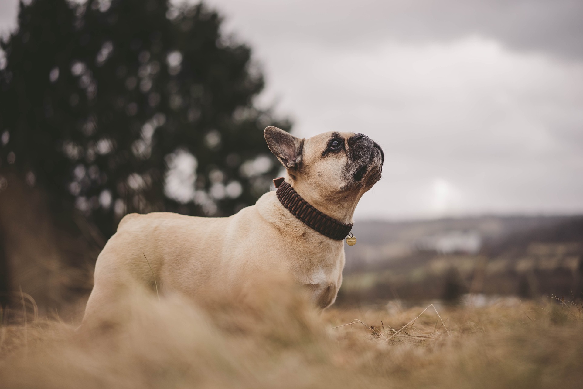 best harness for French bulldog